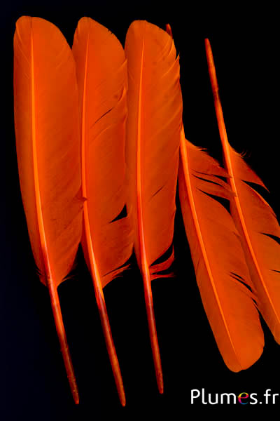 Cygne - 30-33 cm - orange